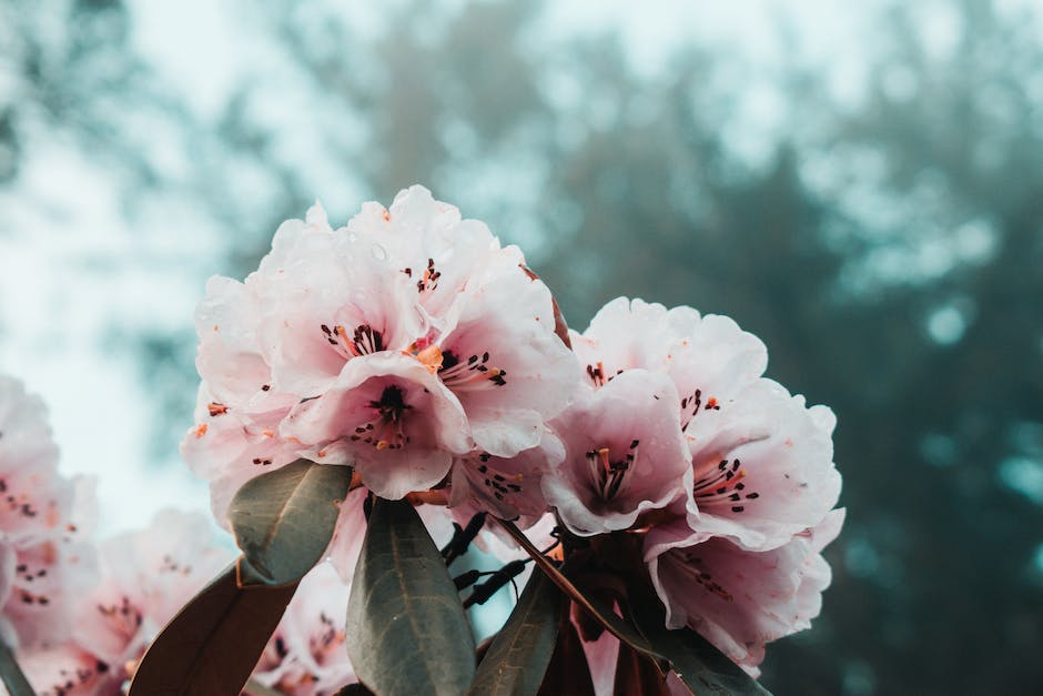  Rhododendronblüte in Bad Zwischenahn - Termin und Dauer