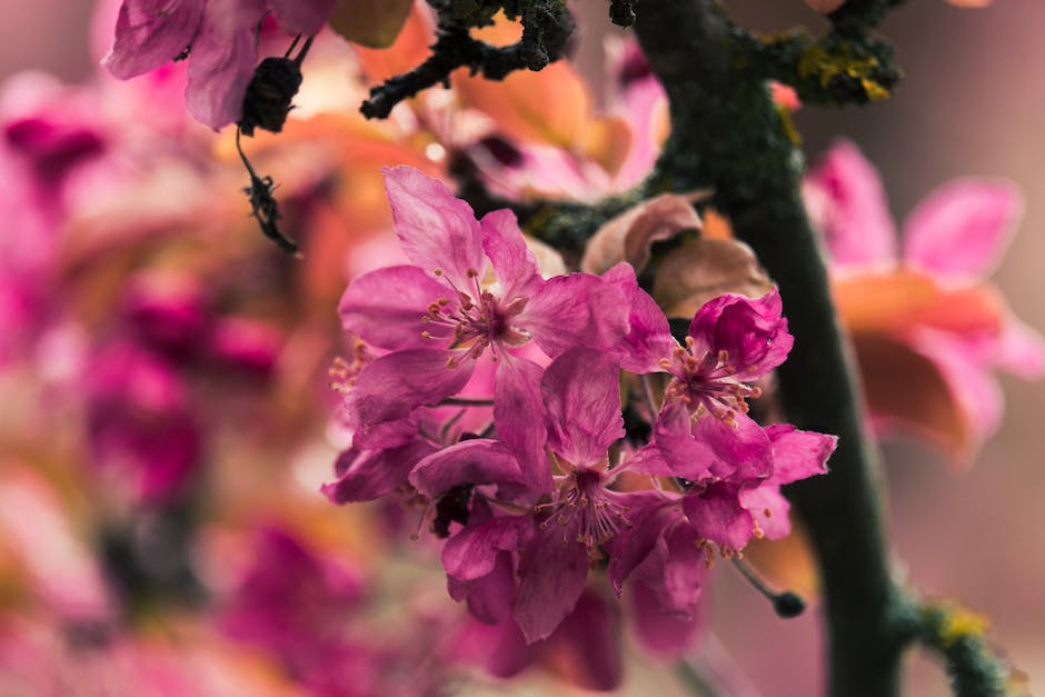 Rhododendronblüte Bad Zwischenahn Zeitpunkt